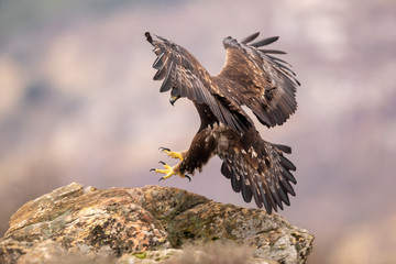 Ein Steinadler in der Seitenansicht kurz vor der Landung auf einem Felsen