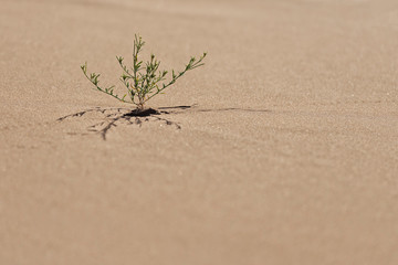 Small green desert plant growing in sand in the Sahara desert.