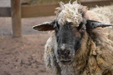 Sheep at a commune city farm in Kreuzberg Berlin Germany