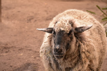 Sheep at a commune city farm in Kreuzberg Berlin Germany
