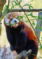 Fototapeta premium View of a Red Panda (Ailurus fulgens) in an outdoor park