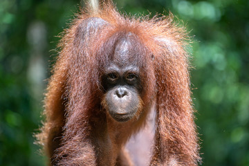 Wild orangutan in rainforest of Borneo, Malaysia. Orangutan mounkey in nature