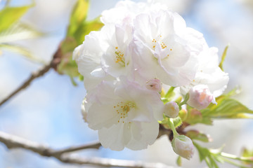 ウエディグブーみたいなふんわり優しい桜の花