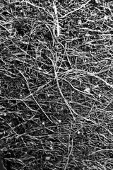 Cannabis Hemp Root Texture