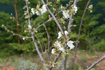 Spring time