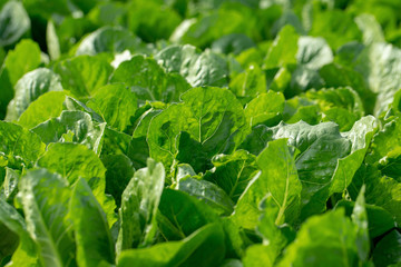 Fresh lettuce leaves, Salads vegetable hydroponics farm