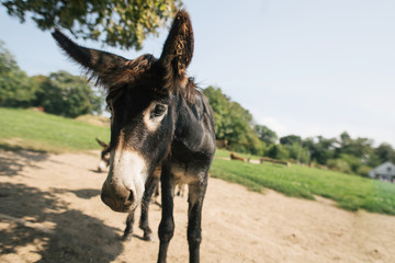animal donkey on farm