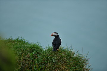 puffin on a rock