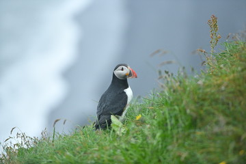 atlantic puffin or common puffin