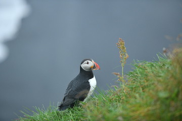 atlantic puffin or common puffin