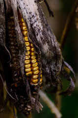 Dried corn plant in an abandoned crop. Global warming concept.