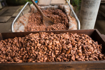 Fermented and fresh cocoa-beans lying in the wooden box