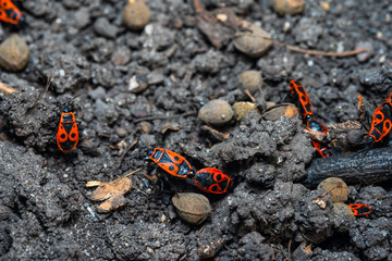 Pyrrhocoris apterus spring mating season