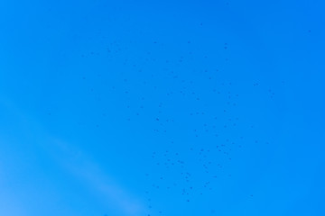 Swarm of mosquitoes flying through the sky
