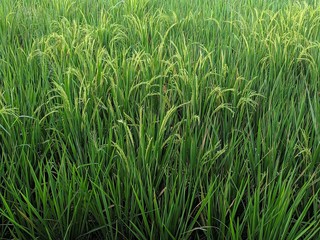 close up details of paddy plants in the fields, paddy ready to be harvested, broad paddy fields