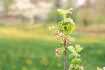 Flowering branch of currant bush in the spring garden