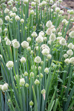 onion batun blooms, bees collect nectar
