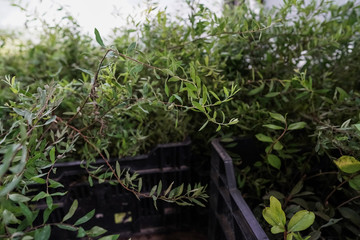 garden plants ready for season and sale, greens and vegetables