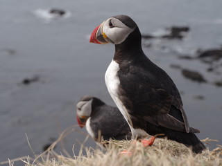 atlantic puffin or common puffin
