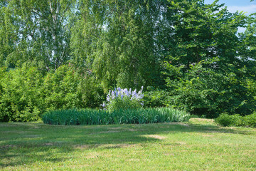 Beautiful summer park with blue flowers and green tree