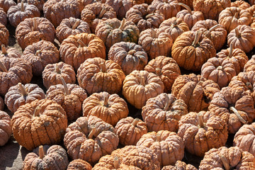 Fototapeta na wymiar Pumpkin on market. A large collection of colorful pumpkins or gourds on market on a sunny autumn day. Beautiful background for natural health and nutrition concept.