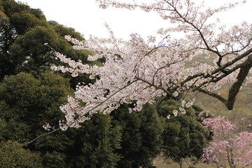 桜