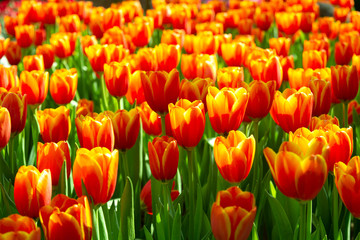orange-red tulips in the spring garden