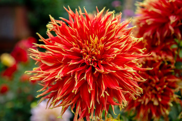 Huge flower dahlia flower bud with fire coloring