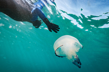 Fototapeta premium jellyfish and diver