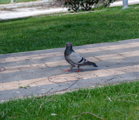 Pigeon in street after the lock down and curfew for the prevention of the pandemic Corona virus outbreak COVID-19. Pigeons are walking in the park in Eskisehir, Turkey.