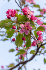 Apple tree branch  with pink flowers against blue sky. Blossom time in spring season.