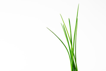 Close up of real fresh green chives on white background. Erba cipollina. Aromatic herb
