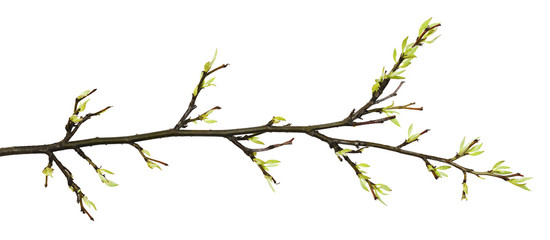 Spring twig with sprouted buds and small green leaves - Powered by Adobe