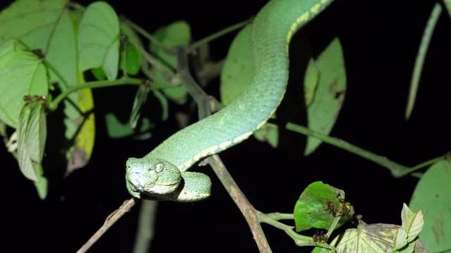 Two-striped forest pitviper (Bothriopsis bilineata) Striking. In a tree in the rainforest understory at night in Orellana province, the Ecuadorian Amazon.