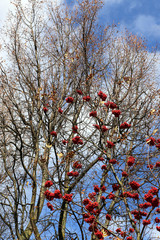 Branches of mountain ash or rowan with berries