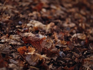 fallen leaves