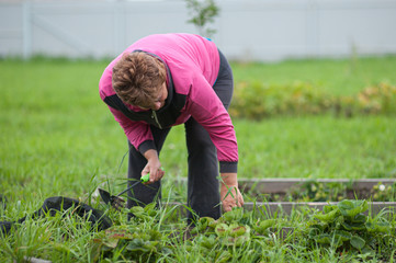 An elderly woman is planting in the garden.