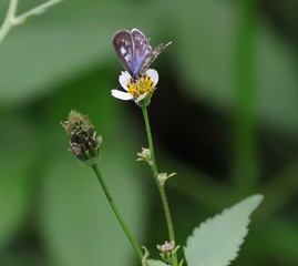 Butterfly hovering over an orange and white flower trying to get pollen with a nice green background