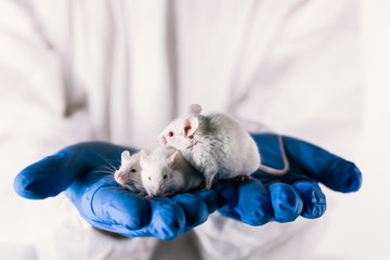 three white laboratory mice in the hands of the researcher