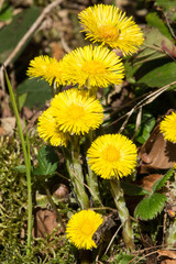 Huflattichblüten im Frühling