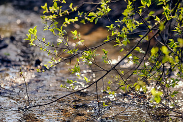 Beautiful springtime scenery with the sun illuminating the fresh green leaves on the twigs hanging in the water of a small creek in the forest. Seen in Germany in April.