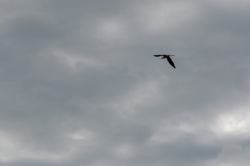 Hérons dans le ciel nuageux