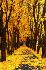 Beautiful autumn scenery of a city park with red-yellow leaves.