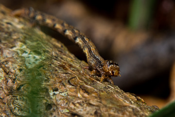 Insecte sur un morceau de bois macrophotographie 