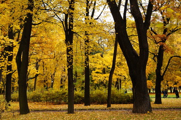 Beautiful autumn scenery of a city park with red-yellow leaves.