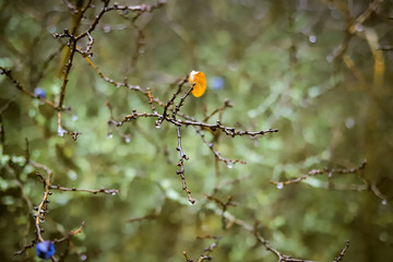 yellow leaves and blue berries on a branch in the autumn forest