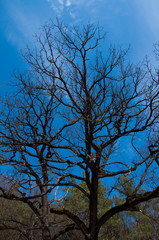 Big tree on a background of blue sky. Branches of a tree.