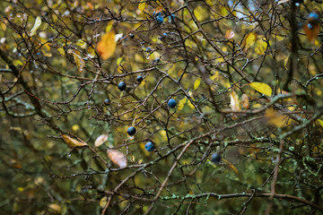 raindrops fall on a fruity autumn shrub with blue berries and yellow leaves