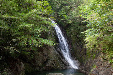 Fototapeta na wymiar 滝のある森林の景色