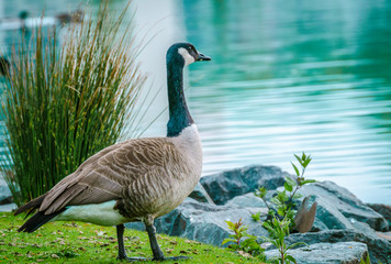 Phoenixsee Dortmund